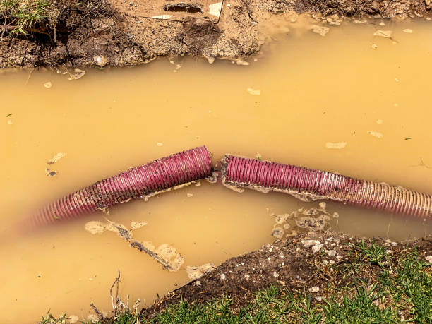Best Flood restoration services  in Berea, SC
